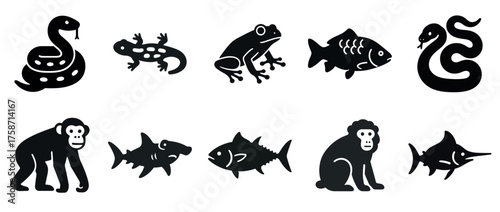 Silhouettes of various animals: snake, salamander, frog, fish, monkey, shark, swordfish