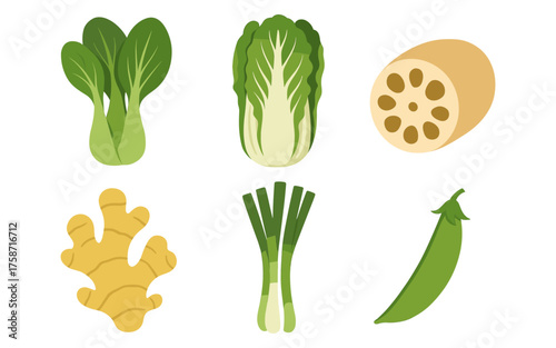 Flat design of asian vegetables: bok choy, napa cabbage, lotus root, ginger, scallions, and snow pea