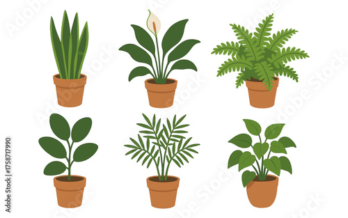 Assorted houseplants collection in terracotta pots