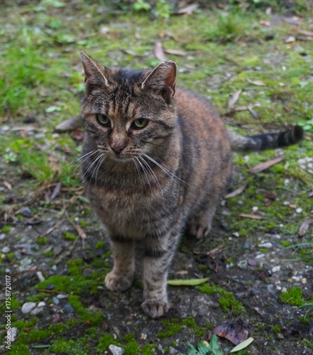 Szary pręgowany kot z zielonymi oczami siedzi na betonowym podłożu pokrytym mchem. Spokojna, naturalna sceneria w ogrodzie lub na podwórku.