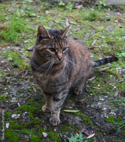 Gray tabby cat with green eyes sits on a moss-covered concrete wall. A peaceful moment in a natural environment.
