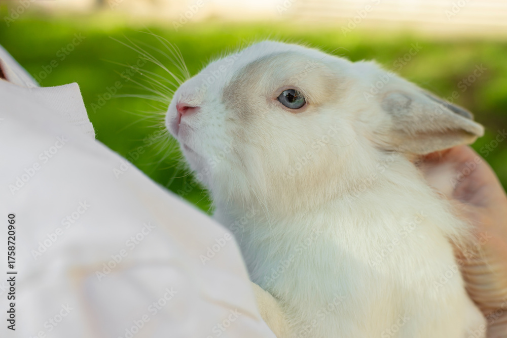 Obraz premium White rabbit outdoors