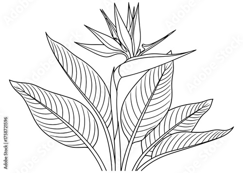 Outline of a Bird of Paradise (Strelitzia) plant. Simple black and white vector line art for a botanical coloring book page, logo, or tropical design.
