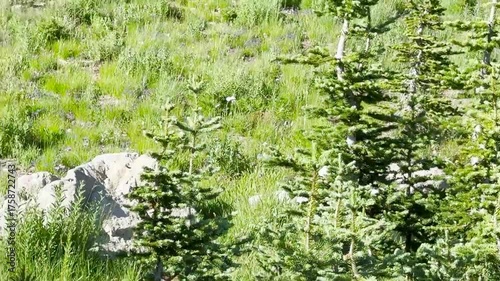 Hoary Marmot (marmota caligata) running in the wild field in Mount Rainier National Park.USA, Washington july 17 2025