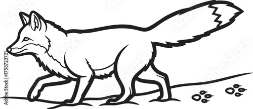 Black and white fox walking with paw prints