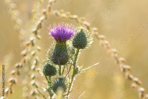 Purple thistle among dry grass on a sunlit meadow
