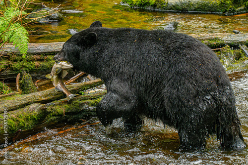 Large Alaska Back bear eating salmon