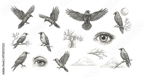 Intricate crow and nature sketches with eye and branch details