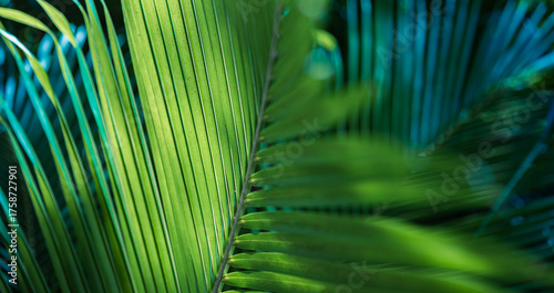 Majestic tropical nature closeup artistic palm leaves deep green abstract blur view exotic garden park lush foliage soft sunlight beautiful macro art modern background pattern texture wallpaper design