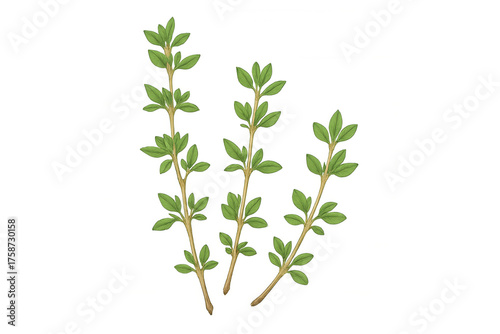 Green botanical illustration showing fresh plant branches with leaves on transparent background
