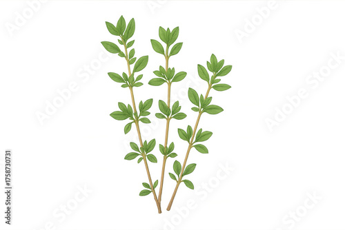 Green herbal plant branches with fresh leaves on transparent background, botany and nature concept