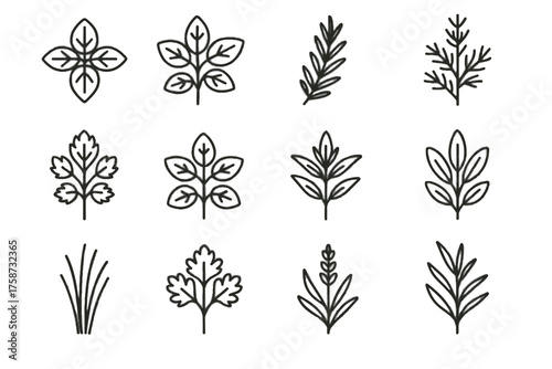 Oregano plant tarragon branch leaves chives herb gardening icon vector rosemary sprig
