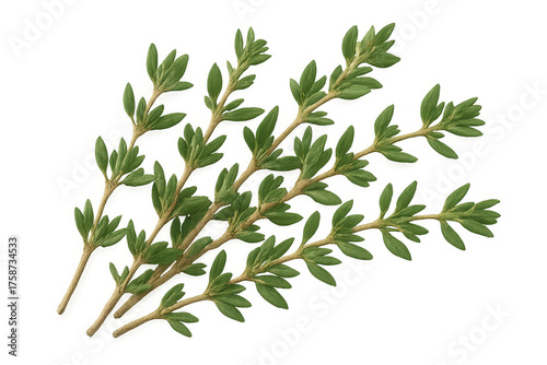 Green plant sprigs with fresh leaves, creating natural botanical and herbal elements on transparent background