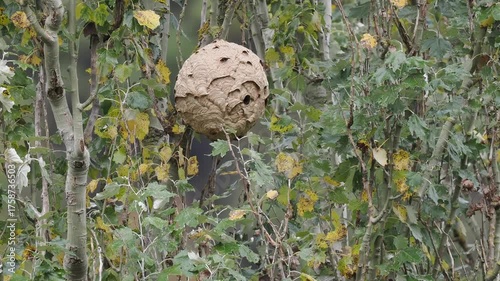 Nest der Asiatischen Hornisse (Vespa velutina) im Moseltal