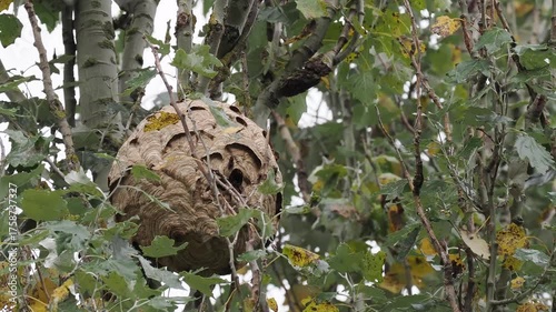 Nest der Asiatischen Hornisse (Vespa velutina) im Moseltal