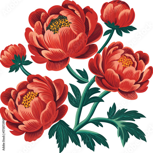 Vibrant red peony blossoms with green foliage on a white background