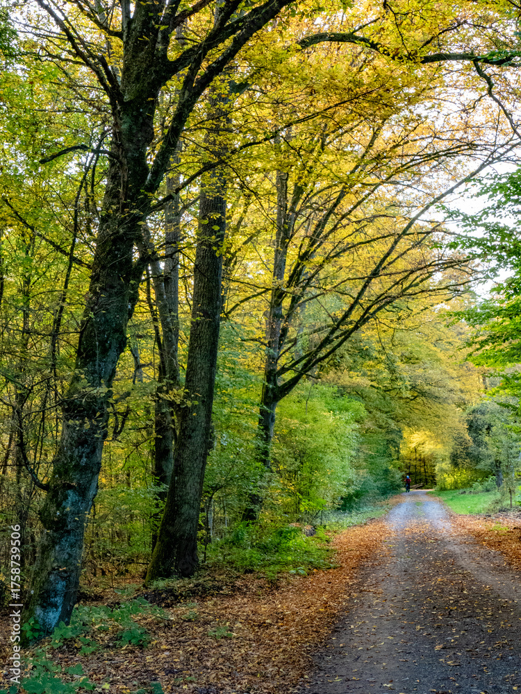 Obraz premium Waldweg durch den herbstlichen Mischwald