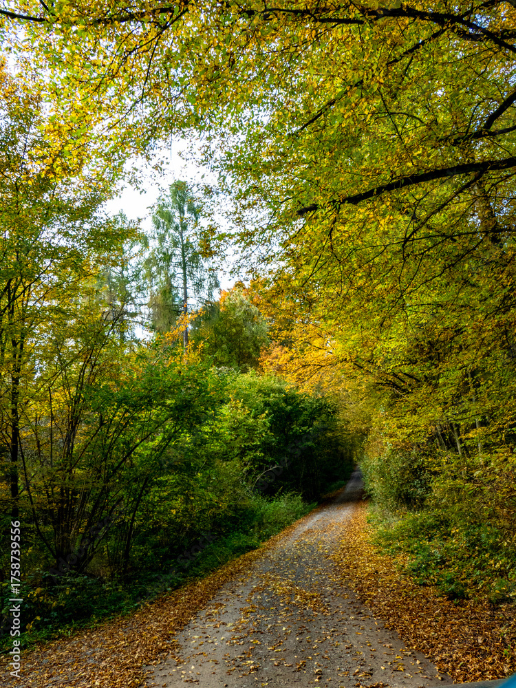 Obraz premium Waldweg durch den herbstlichen Mischwald