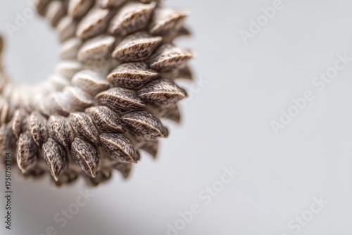 Curved, textured spiral str...