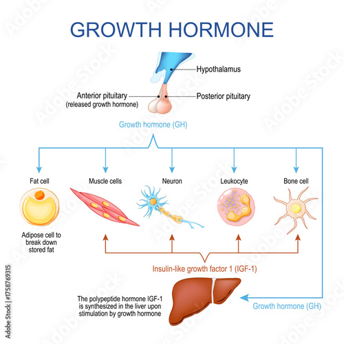 Growth hormone function. Human endocrine system