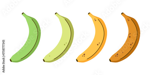 Ripe stages of bananas from unripe to overripe. Ripening process of bananas. Green and yellow bananas in flat design.