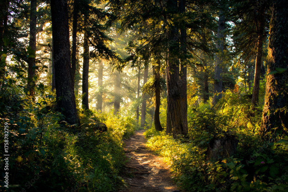 Fototapeta premium Sunlit Path Through A Forest Of Trail Trees
