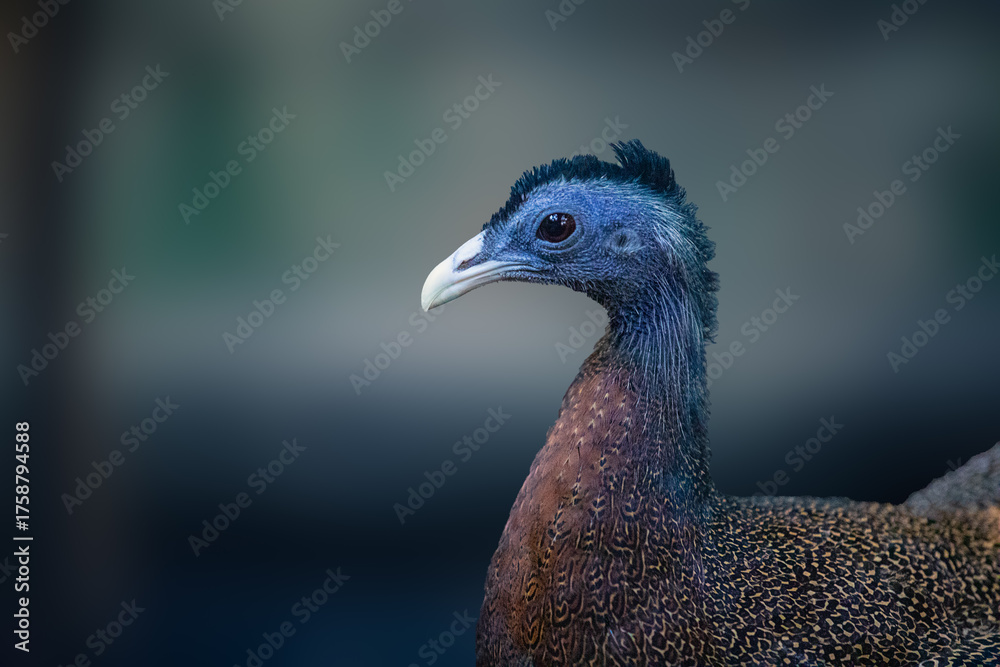 Obraz premium portrait of a peacock