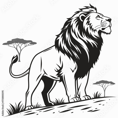 Lion on a white background