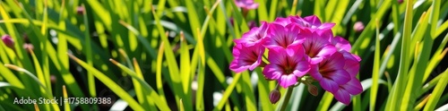 A cluster of vibrant pink flowers blossoms amidst lush green grass, bathed in soft sunlight, floral, petals