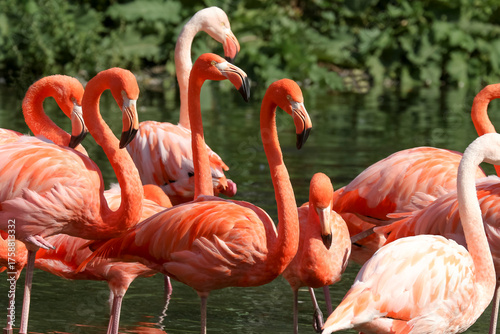 Eine Gruppe von rosa Flamingos, Phoenicopteriformes roseus