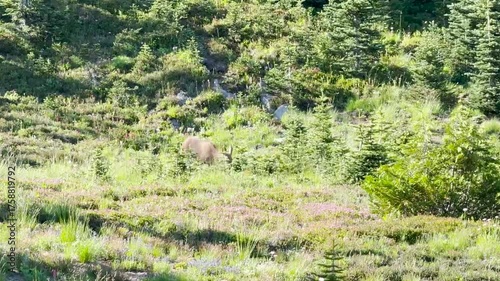 A young deer hidden among the vegetation in Mount Rainier National Park.USA, Washington july 17 2025.