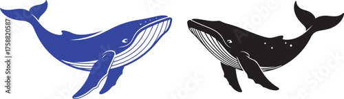 Two majestic whales blue and black swim together depicting marine life's beauty vector
