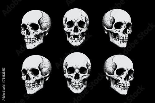 Six detailed human skulls in various angles, showcasing intricat