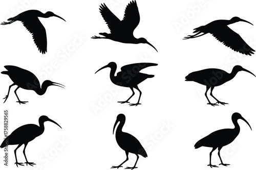 Black silhouette ibis illustrations, bird poses and flight stages, long-beaked wader sketch, nature motion art, ink style, wildlife anatomy design