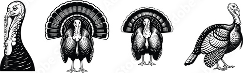 Black silhouette turkey illustrations, frontal and side views, feather detail sketch set, farm bird art, ink style, festive poultry design