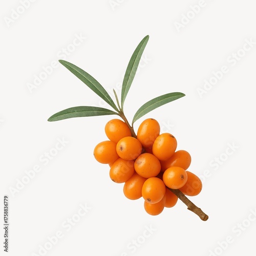 Vibrant sea buckthorn branch isolated.