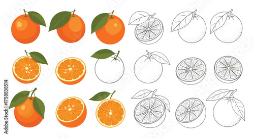 Visual representation of whole and sliced oranges in various artistic styles.
