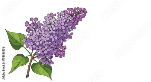 A beautiful purple lilac flower blossom in spring.