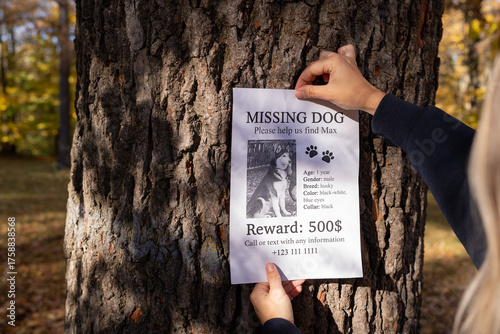 Missing dog poster being placed on a tree in autumn park. Close-up of female hands attaching a lost pet flyer with reward information. Urgent search for husky named Max