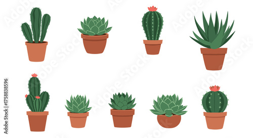 A collection of potted succulent and cactus plants for home decoration.