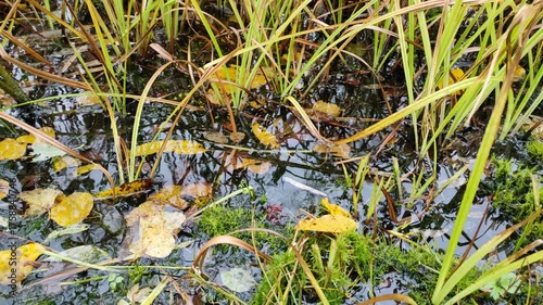 Raindrops and fallen leaves, autumn