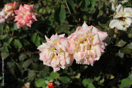 Close-up photograph of pink roses blooming in nature. The image captures the delicate petals and natural beauty of the flowers in soft daylight, symbolizing romance, freshness, and elegance.