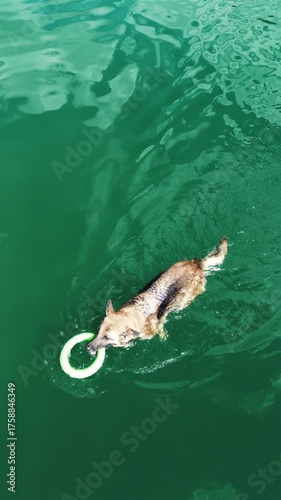 German Shepherd dog swimming in Zaovine Lake, playing with green toy ring, captured from above by a drone in Tara National Park, Serbia. Vertical 4k footage