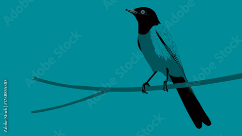 Modern minimalist illustration of a black and blue bird perched on a bare branch against a solid teal background, graphic nature art.