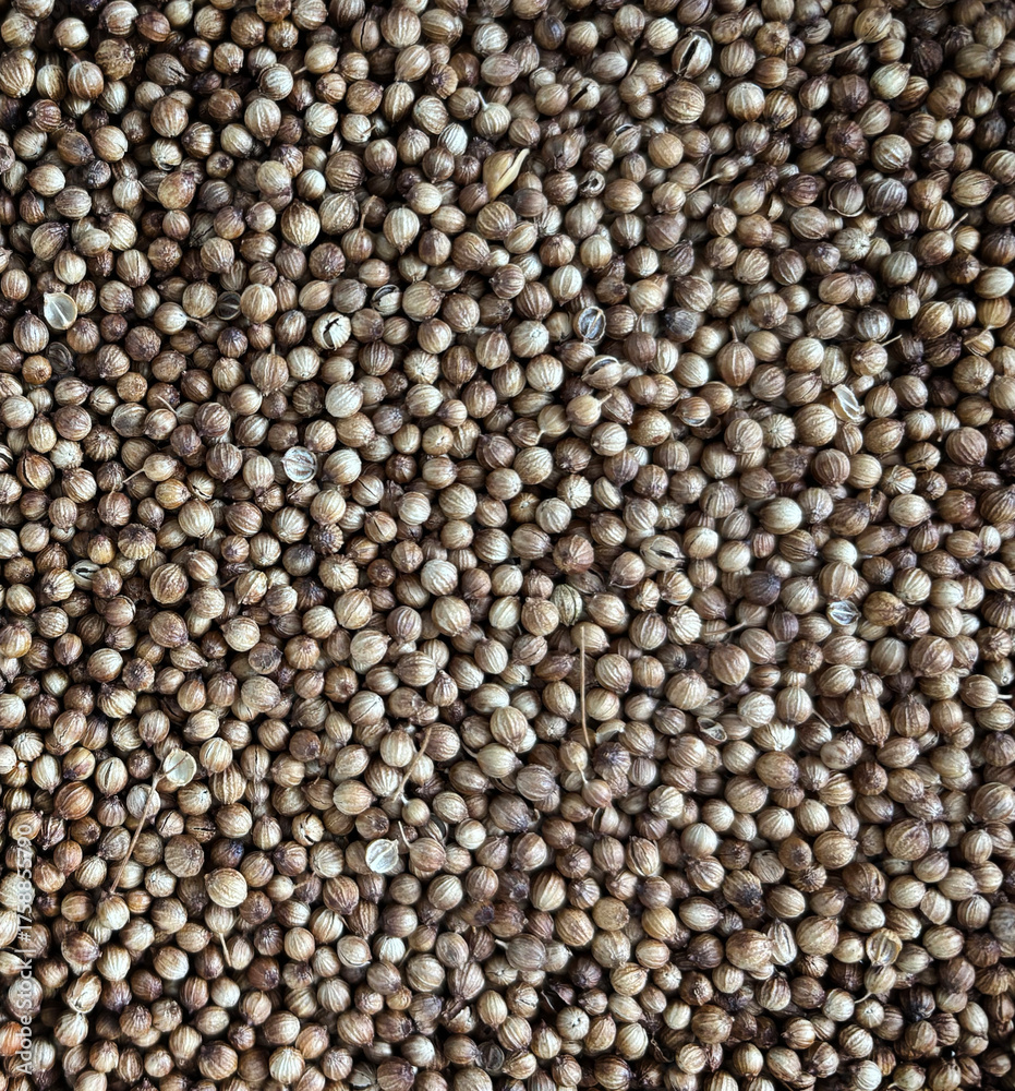 Fototapeta premium Coriander Seeds Texture Background, Cilantro Grains Pattern, Chinese Parsley Seed Banner, Dry Spices