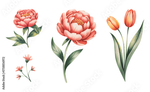 Botanical flower illustration of coral peony and orange tulip blooms with natural leaf.