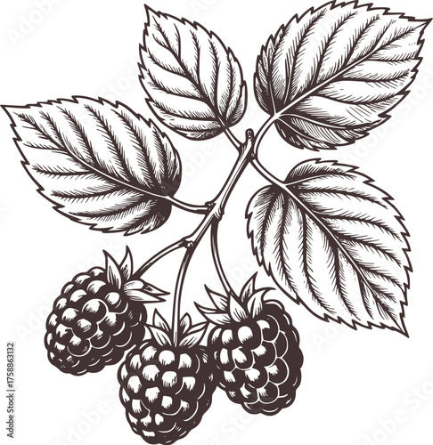 Branch with ripe raspberries and serrated leaves raspberry fruit