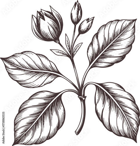 Dark brown botanical illustration of blooming flower and leaves buds