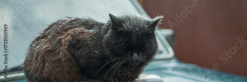 Wet black cat sitting on car hood during rainy day with blurred background.