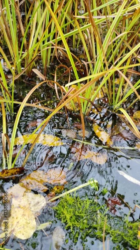 Raindrops and fallen leaves, autumn